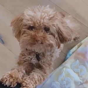 Meet your Posher, Gemma